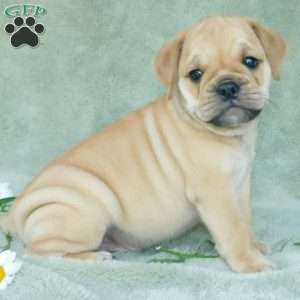 Rowdy, Miniature Bulldog Puppy